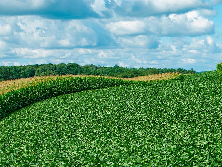 agricultura regenerativa