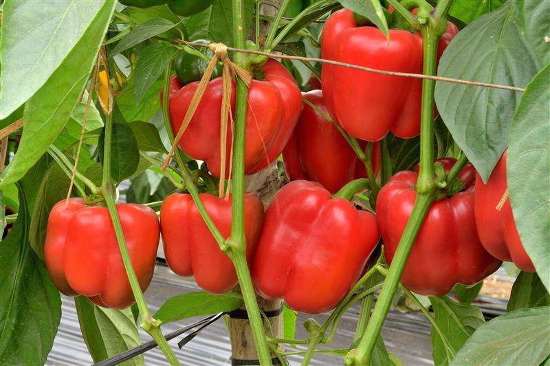 Vegetable Seeds1