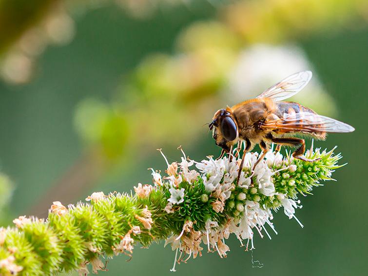 biodiversidade e agricultura