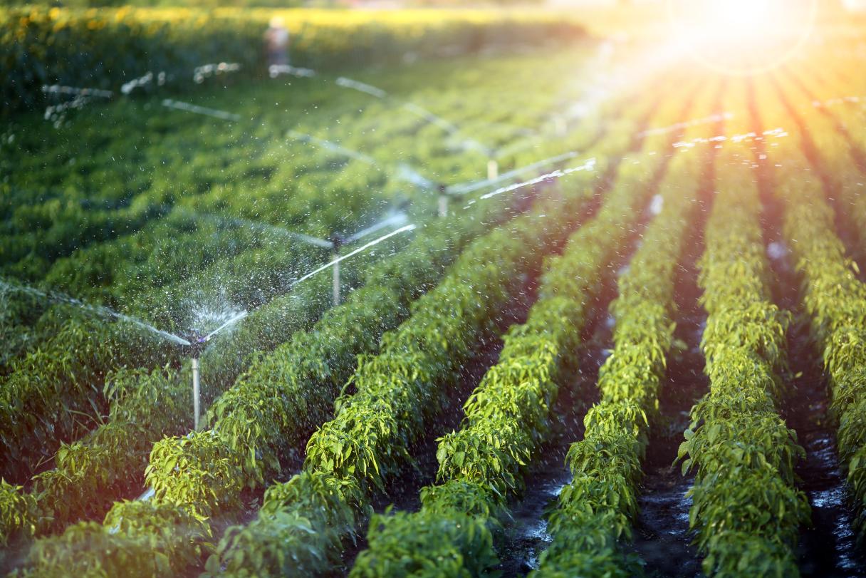 Foco é viabilizar a produção de sementes para pesquisa com o intuito de desenvolver novos híbridos de milho e cultivares de soja, durante o período de estiagem no estado