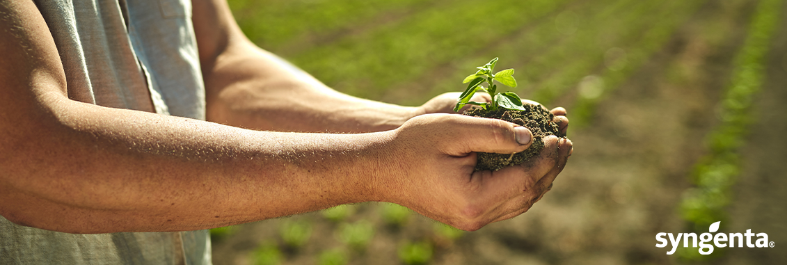 Banner Syngenta