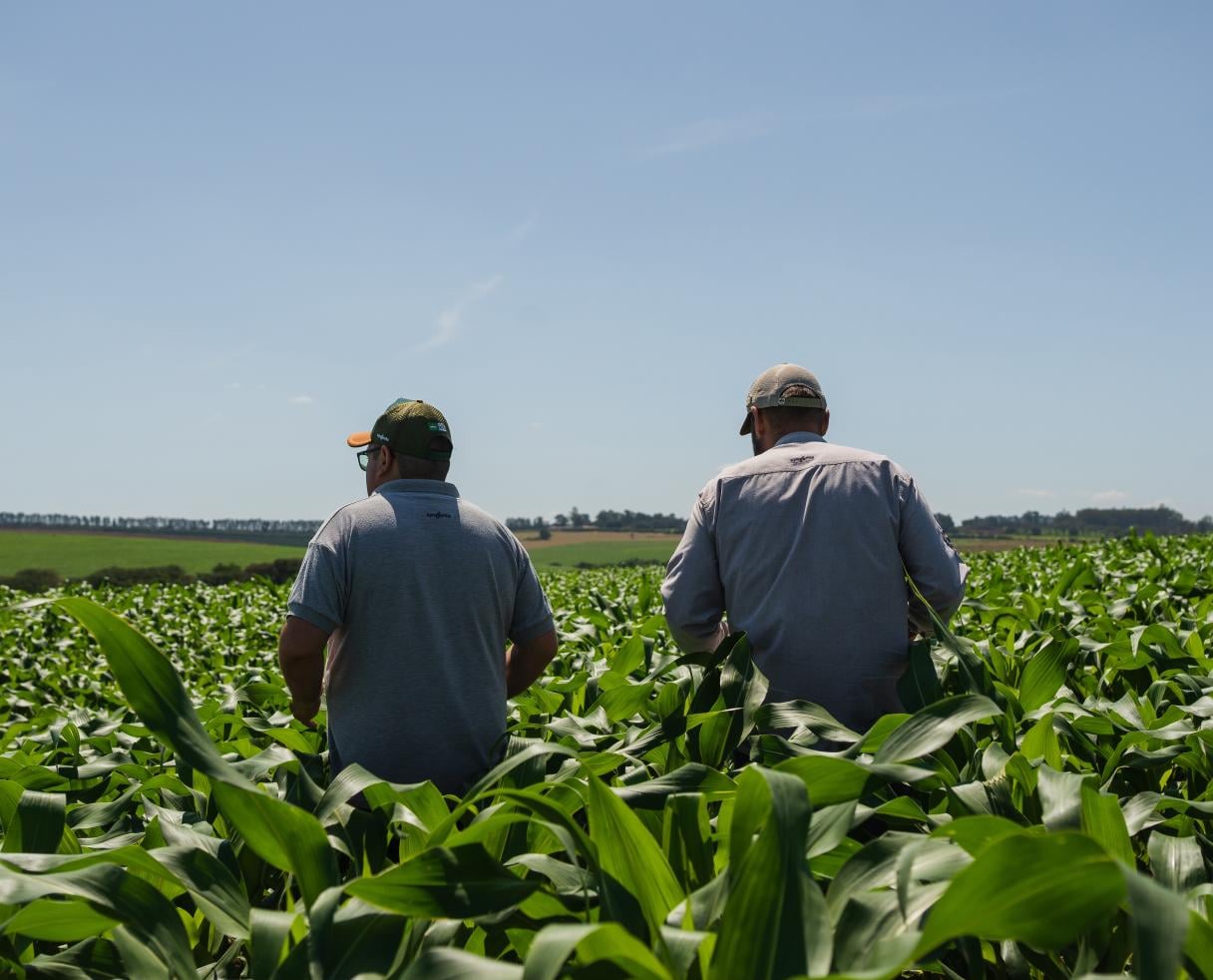 Barter em Campo: para a safra 2024/25, a Syngenta disponibilizou US＄1 bilhão em comercializações de barter para os agricultores brasileiros