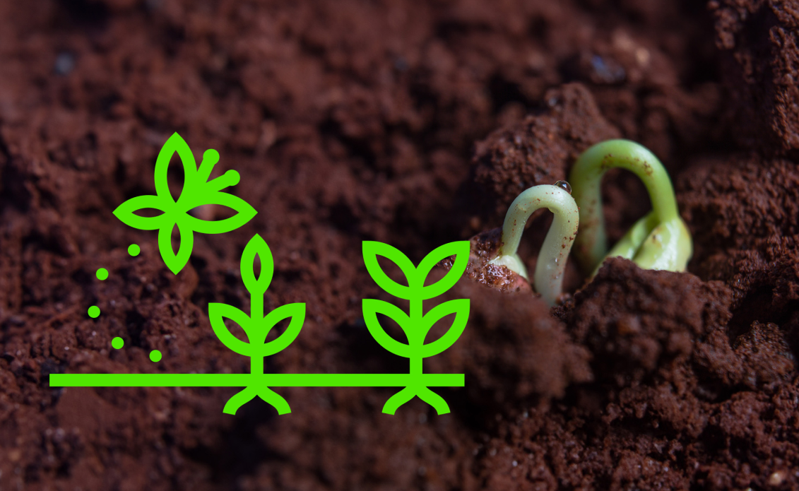 Planta germinando