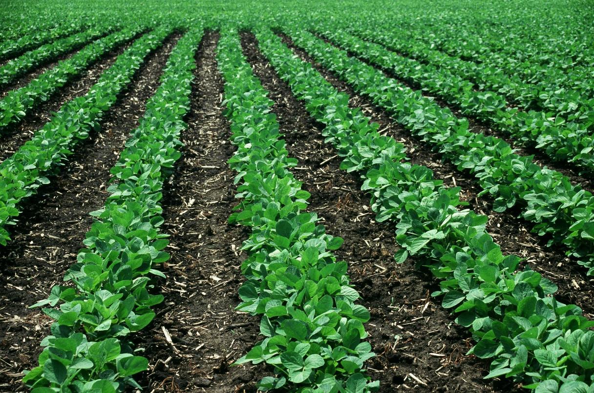 Syngenta lança o inseticida NETURE™