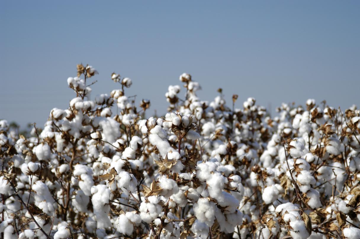 Syngenta e Provivi anunciam parceria 