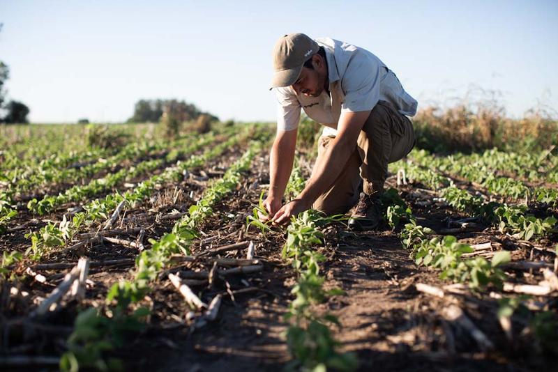syngenta_virestina.jpg