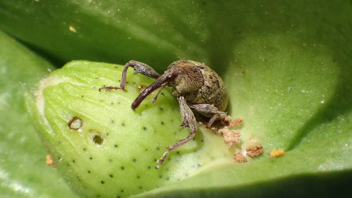 Syngenta lança INVENCIS para controlar pragas no milho e algodão, como o bicudo (Foto Syngenta)