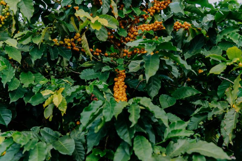 Ramos de café com muitos frutos maduros alaranjados entre folhas verdes