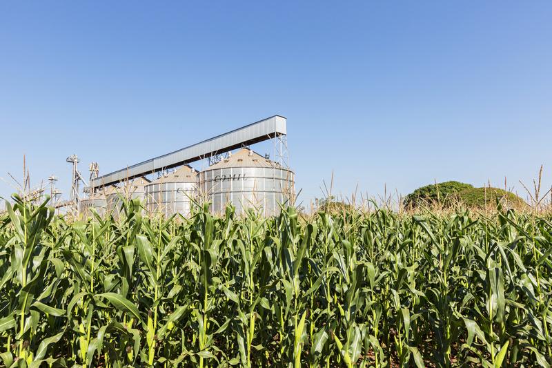 Lavoura de milho com silo e esteira transportadora ao fundo, sob céu azul