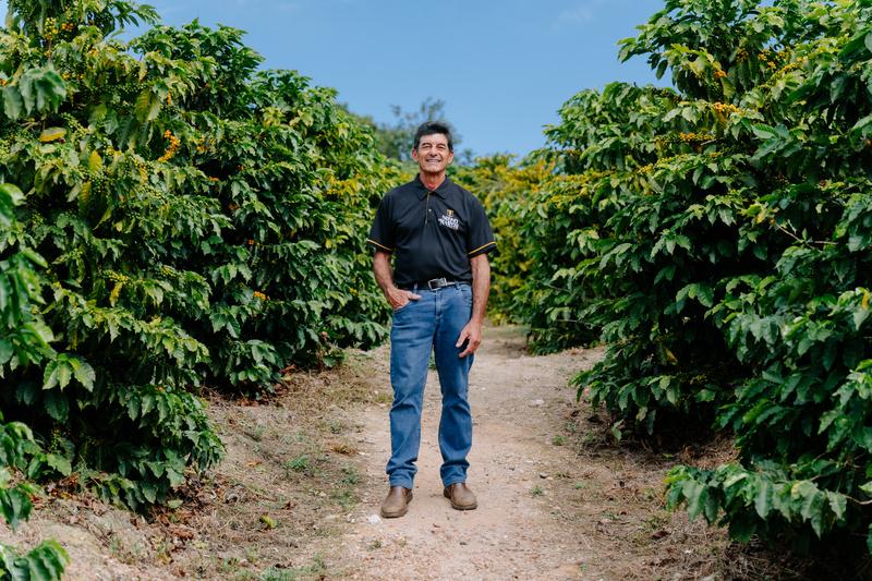Homem em estrada de terra entre fileiras de cafezais verdes sob céu azul