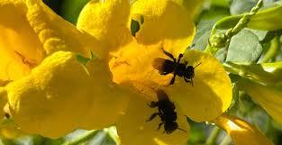 Duas abelhas em flor amarela, com folhas verdes ao fundo
