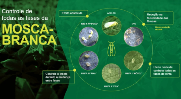 Infográfico verde sobre controle de mosca-branca, com ciclo de vida e medidas de manejo