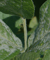 Imagem de folhas de plantas com sintomas de oídio.