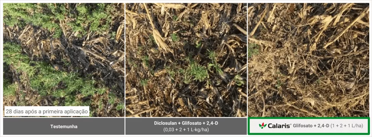 Três fotos de vegetação com comparativos de trabalho realizado no Centro-Norte do Paraná