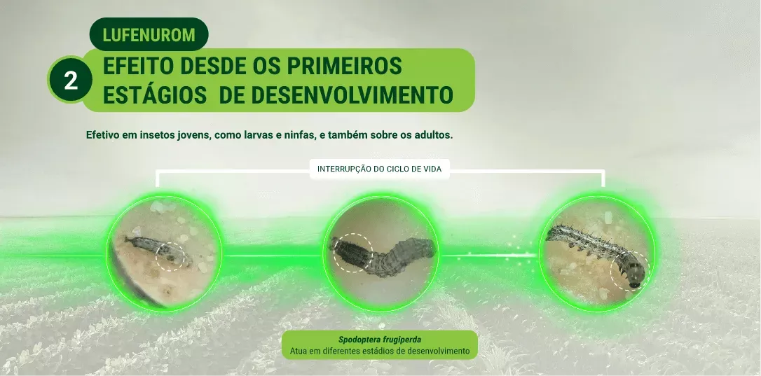 Gráfico sobre etapas de desenvolvimento das pragas