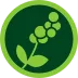 Ícone verde de café