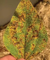 Folha verde com manchas amarelas e marrons, segurada entre os dedos