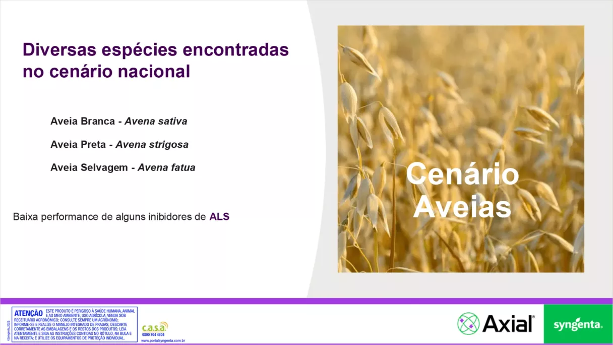 Slide "Cenário Aveias": espécies de aveia branca, preta e selvagem, com baixa performance de inibidores de ALS