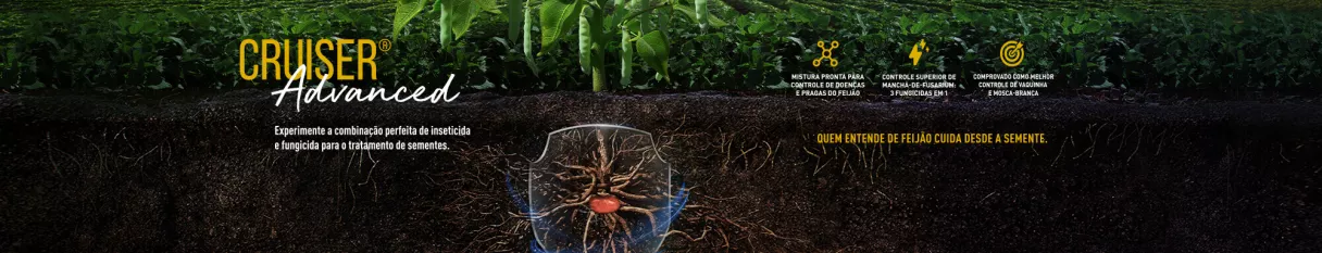 Visualização de raíz de uma plantação de feijão no solo