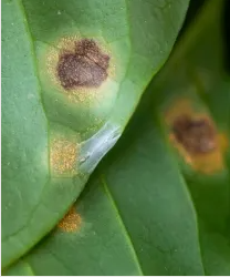 Folhas verdes com manchas marrons circulares, sinal de doença vegetal