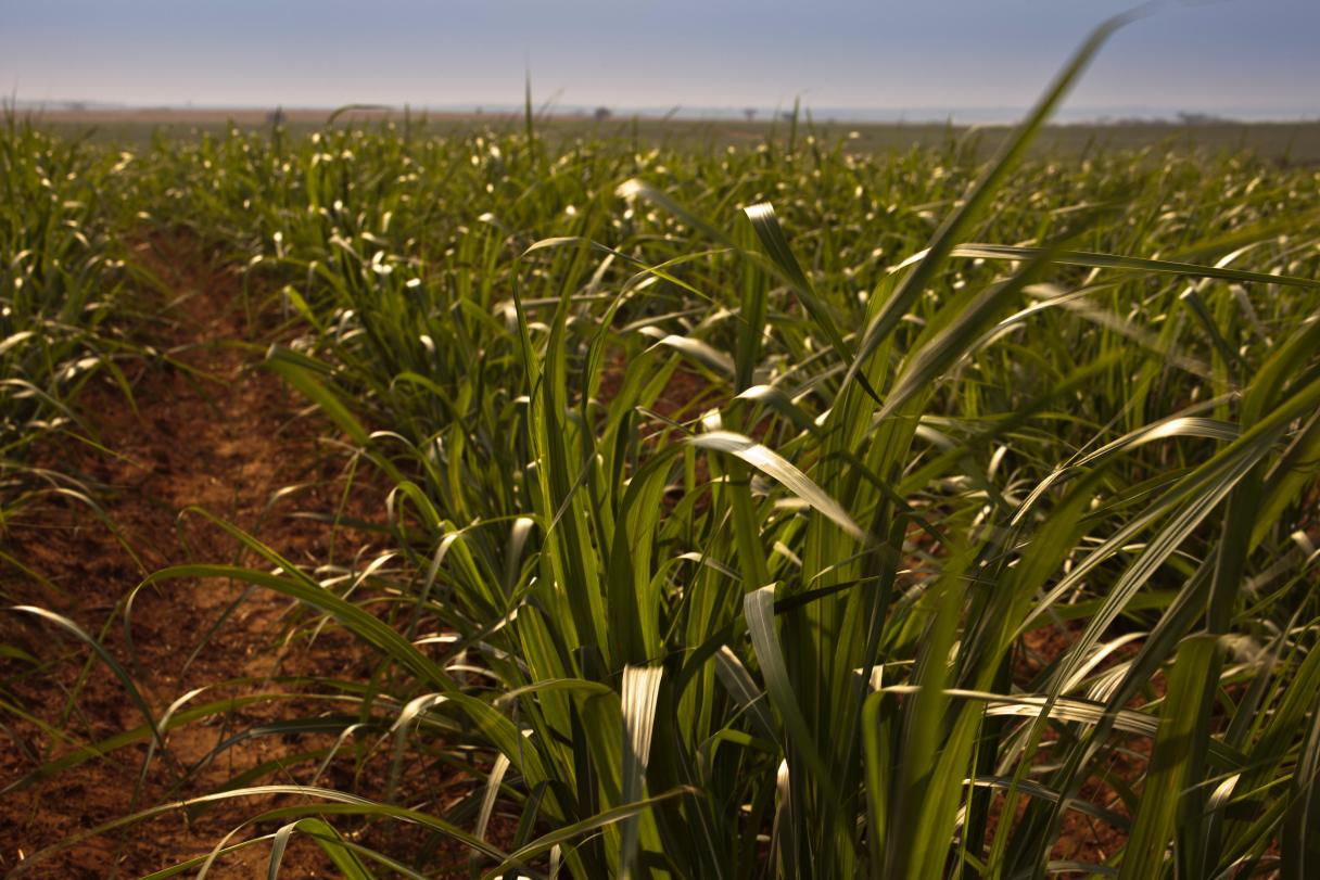 Syngenta lança CRESTIVO