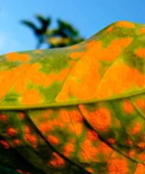 Folha verde com manchas alaranjadas em close, com fundo desfocado